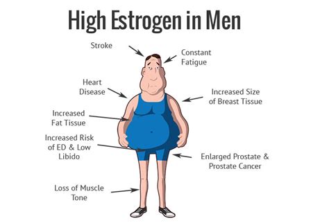 Understanding Estrogen In Men | Alpha Nation