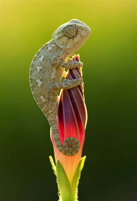 Funny Chameleon Wallpapers - Top Free Funny Chameleon Backgrounds - WallpaperAccess