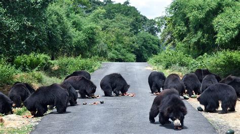 Bannerghatta’s Sloth Bear Rescue Centre completes 18 years - The Hindu