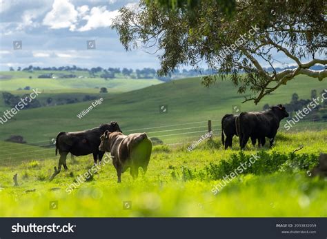 678 White Black Cow Grass Fed Images, Stock Photos & Vectors | Shutterstock