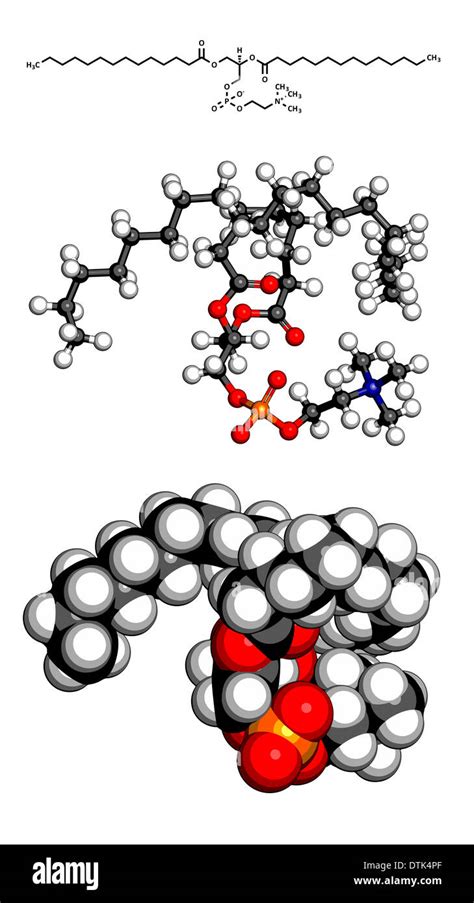 Phosphatidylcholine (PC) cell membrane building block molecule. Major component of lecithin ...