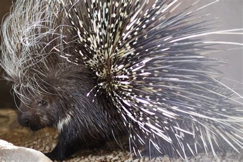 African Crested Porcupine - Zoo & Snake Farm New Braunfels