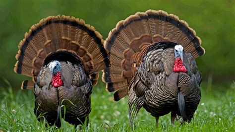 12 Best Turkey Hunting States | Bowhunting.com