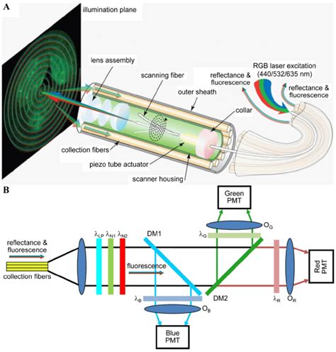 Multispectral scanning fiber endoscope. (A) Optical design. RGB laser... | Download Scientific ...