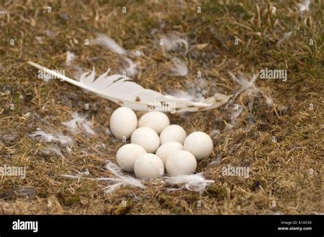 Snowy Owl Nest