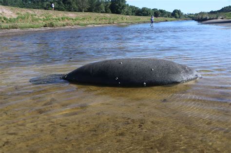 Manatee Rescued – WFLA