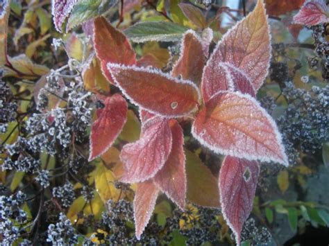 Photo of the fall color of Japanese Spirea (Spiraea japonica 'Goldflame ...