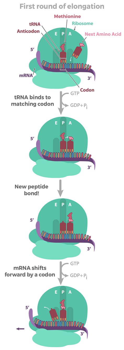 Fajarv: Protein Synthesis Steps Labeled