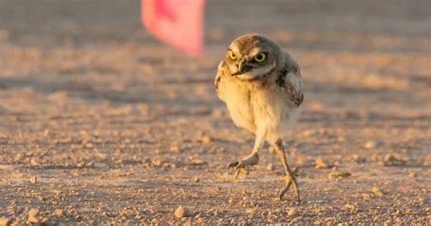 Lots of Hilarious Pictures of Owl Legs For You to Enjoy - Bird Advisors