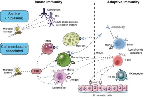 Immune Recognition and Receptors - Creative Diagnostics