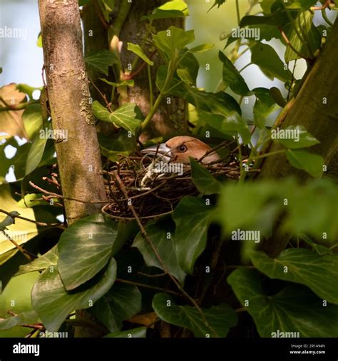 patiently breeding... Hawfinch ( Coccothraustes coccothraustes ), female on nest Stock Photo - Alamy