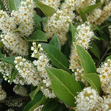 Otto Luyken Laurel | Pollinator garden, Long blooming perennials, Laurel plant