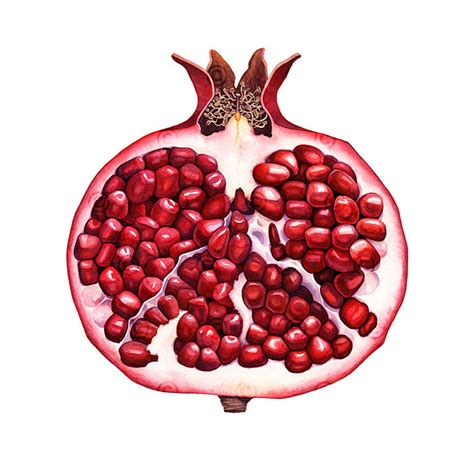 Pomegranate Drawing at GetDrawings | Free download