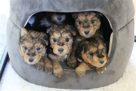 Lakeland Terrier Puppies For Sale