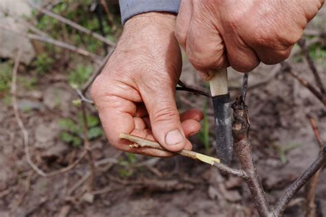 What Is Rootstock: Learn About Grafting Onto Rootstock Plants | Gardening Know How