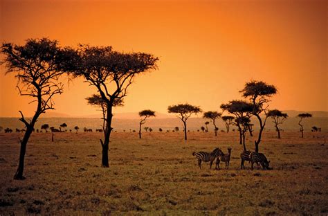 Africa, Savana Wallpapers HD / Desktop and Mobile Backgrounds