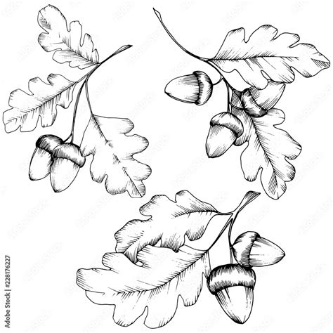 Vector autumn oak leaves. Leaf plant botanical garden floral foliage ...