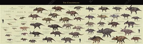 Ceratopsian dinosaur comparative chart - Stock Image - C048/2639 ...