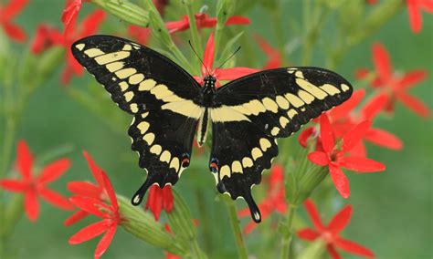 Butterfly Poop: Everything You've Ever Wanted to Know - A-Z Animals