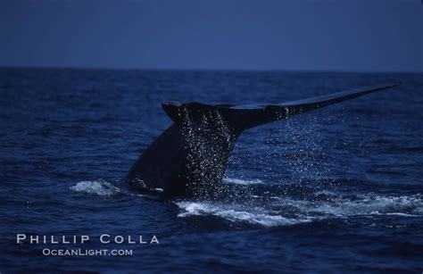 Blue whale, Balaenoptera musculus, #03037