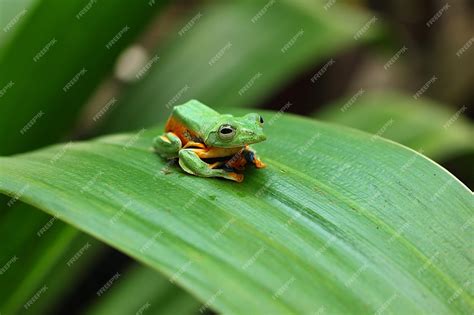 Premium Photo | Flying frog is a frog that has the ability to achieve gliding flight