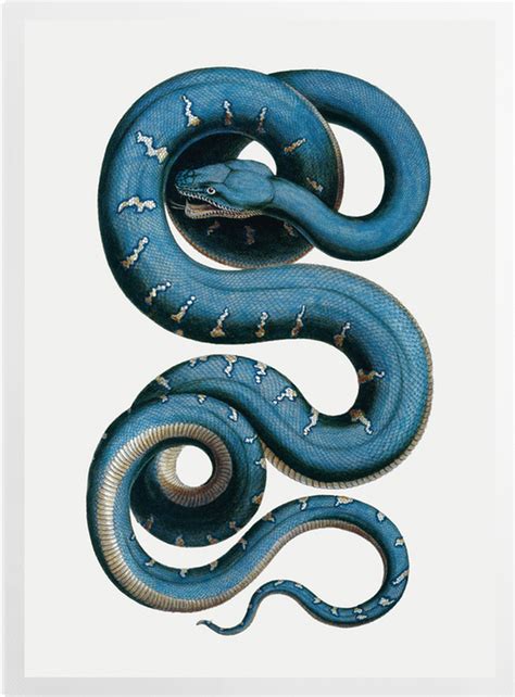 'Snake' Art Prints | SurfaceView