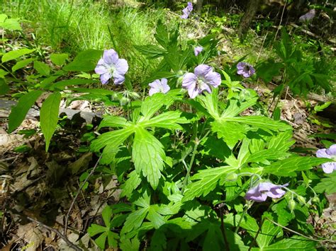 Geranium maculatum - Bird Gardens