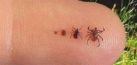 Tick and mosquito safety in Muskoka - Huntsville Doppler