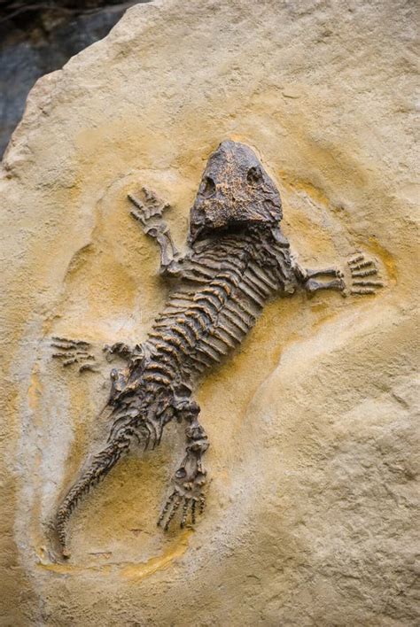 Fossil Seymouria stock image. Image of evolution, fossil - 28973053