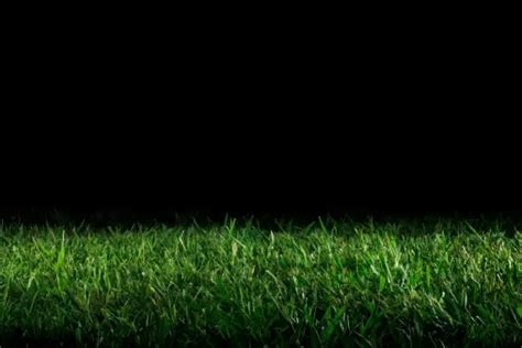 Grass Night Pictures | Download Free Images on Unsplash