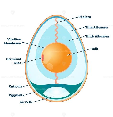 Egg Cell Labeled Diagram