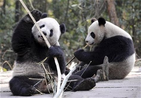 Taipei zoo gears up to welcome mainland panda pair