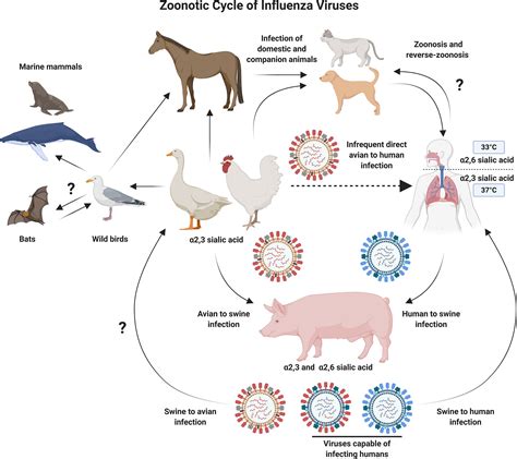 Frontiers | Adenoviral Vectors as Vaccines for Emerging Avian Influenza Viruses