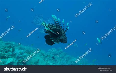 2,452 Lionfish predator Images, Stock Photos & Vectors | Shutterstock