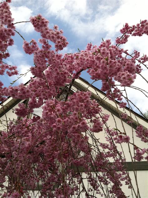 Weeping Cherry Blossoms | Planting flowers, Plants, Cherry blossom