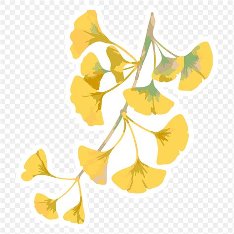 Vectorized branch of yellow ginkgo leaves… | Free stock illustration | High Resolution graphic