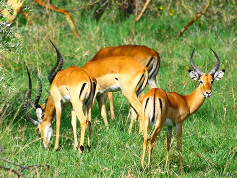 dead gazelle on tree, gazelles of serengeti : Story of Africa