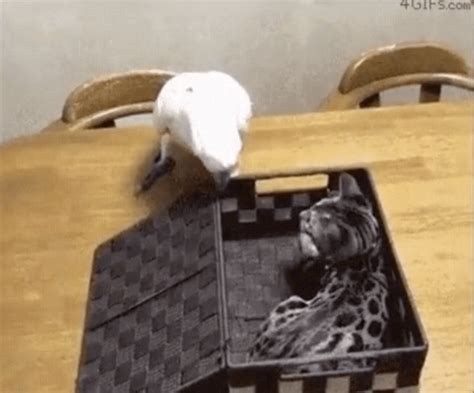 Cockatoo immediately regrets finding Schrödinger's cat is alive - Boing ...