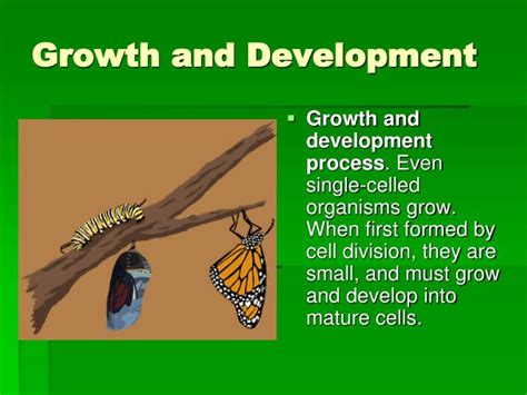 PPT - Characteristics of Living Things PowerPoint Presentation - ID:2966444