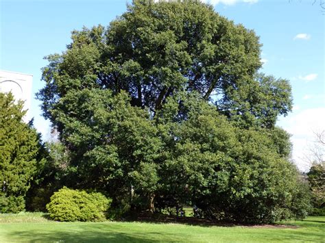 Quercus ilex - Trees and Shrubs Online