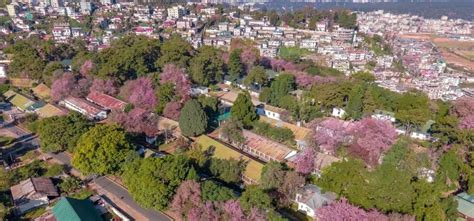 Cherry Blossoms In Full Bloom In Shillong