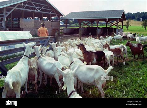 Saanen Dairy Goat Farm