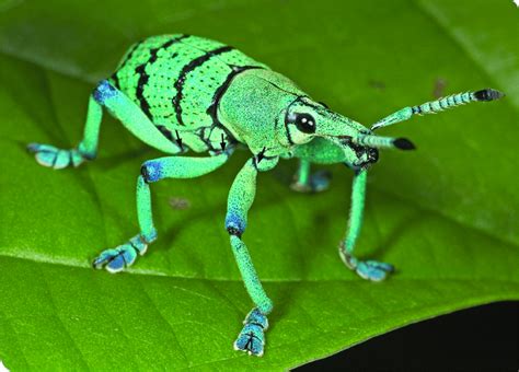 About 50.000 weevil species are described, but many of them are still ...