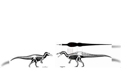 Suchomimus And Baryonyx Size Comparison - YouTube