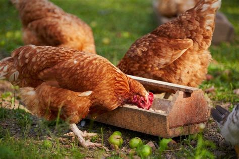 What to Feed Your Chickens, and What Not to Feed Them | Freedom Ranger Hatcheries