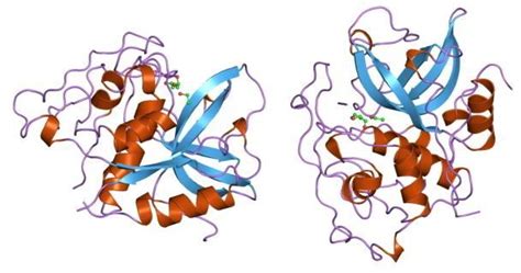 Cathepsin B - Alchetron, The Free Social Encyclopedia