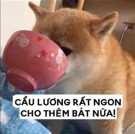 “Cẩu lương là gì”? Món CƠM CHÓ nhiều người | Memes funny faces, Funny memes, Funny emoji