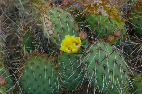 Cacti of Texas's Check List · iNaturalist