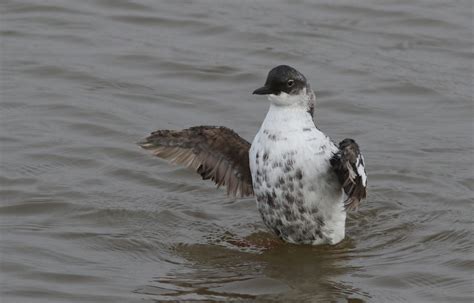 Pigeon Guillemot | Audubon Field Guide