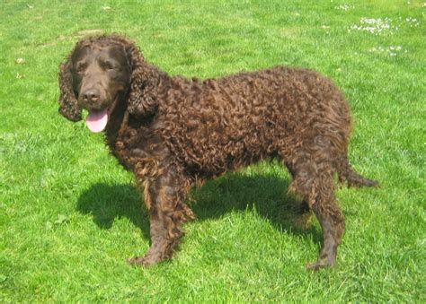 American Water Spaniel - Puppies, Rescue, Pictures, Information ...